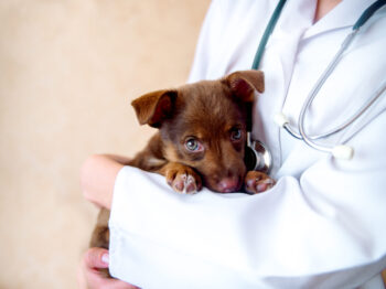 vet examines a puppy in the hospital.