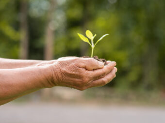 small tree planted on the ground placed inside the two hands of